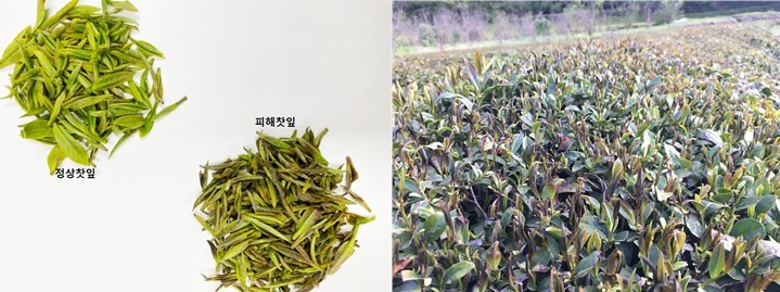 냉해를 입은 찻잎. 말차의 품질에는 빛깔이 결정적인 역할을 하기에 기후위기로 인한 이상 기온은 말차 열풍에 직격타일 수 있다. (사진 하동 차&바이오 진흥원 제공)/뉴스펭귄