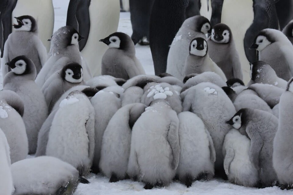 부모가 자리를 비운 동안 새끼 펭귄들이 모여 만든 이 집단은 동물학에서 '크레쉬(crèche)', 펭귄 보육원이라고 한다. (사진 Antarctic Logistics 홈페이지)/뉴스펭귄