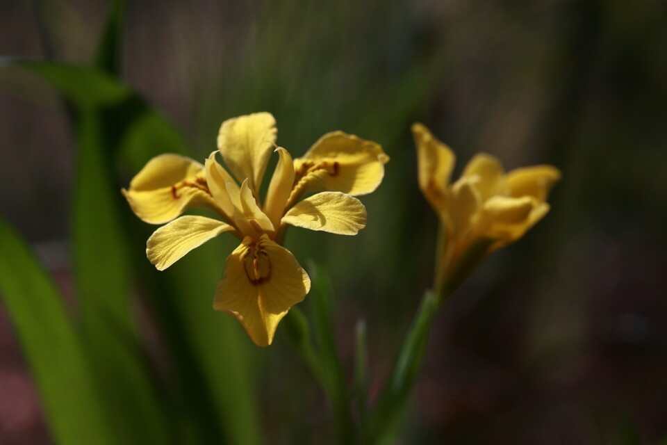 멸종위기 야생생물 Ⅱ급 ‘노랑붓꽃’. (사진 국립생물자원관)/뉴스펭귄