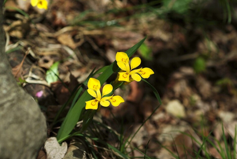 한반도 고유종 노랑붓꽃. (사진 국립생물자원관)/뉴스펭귄