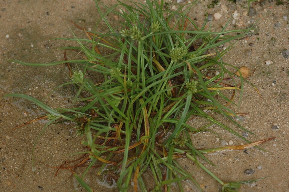 방동사니속 식물에서 항염과 피부미백 효능이 확인돼 세안제 화장품 개발로 이어졌다. 사진은 푸른방동사니. (사진 국립생물자원관)