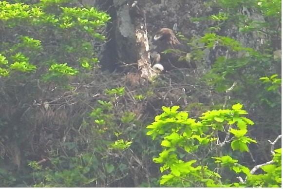 검독수리 둥지 내 암컷 성조와 유조. (사진 환경부)/뉴스펭귄