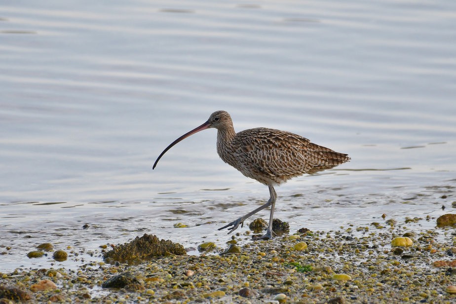 (사진 보성군)/뉴스펭귄