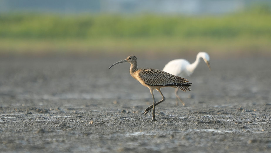 알락꼬리마도요는 먹이 사슬 중간 이상의 포식자로 갯벌 생태계 건강성을 보여주는 지표종이다. (사진 보성군)/뉴스펭귄