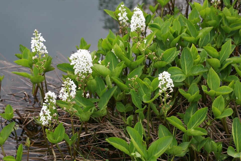 과거 괴혈병 치료에 이용됐던 조름나물. (사진 국립생물자원관)/뉴스펭귄