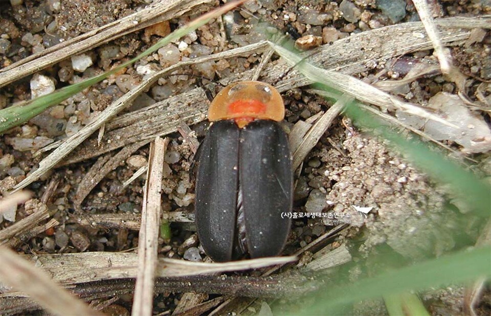 늦반딧불이. (사진 이강운 대기자)/뉴스펭귄