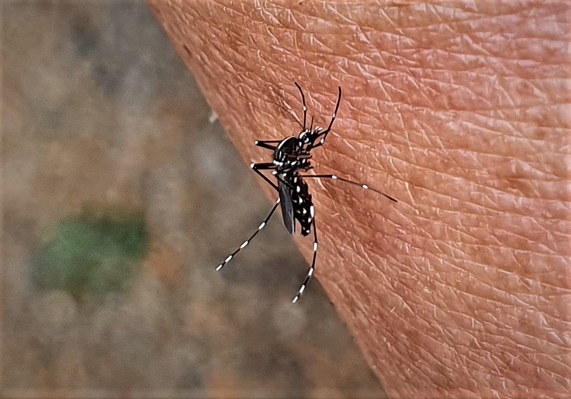 이집트숲모기. (사진 이강운 대기자)/뉴스펭귄