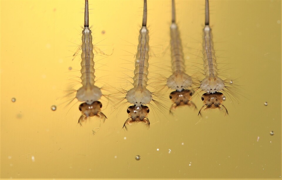 모기 애벌레인 장구벌레. (사진 이강운 대기자)/뉴스펭귄