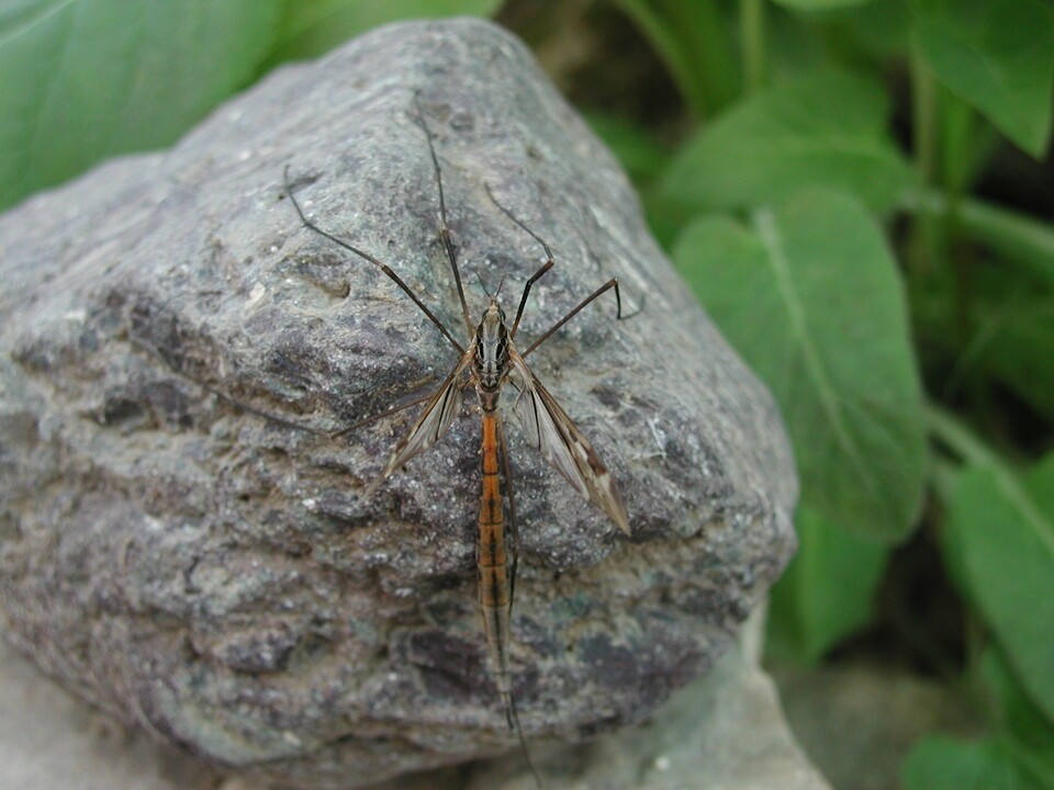 왕모기라 불리는 각다귀(흡혈하는 모기가 아니다). (사진 이강운 대기자)/뉴스펭귄
