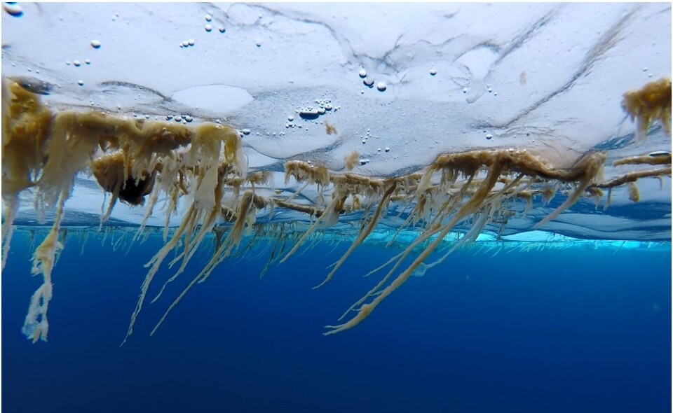 북극 해빙 바닥에 붙어 있는 해빙미세조류. (사진 극지연구소)/뉴스펭귄