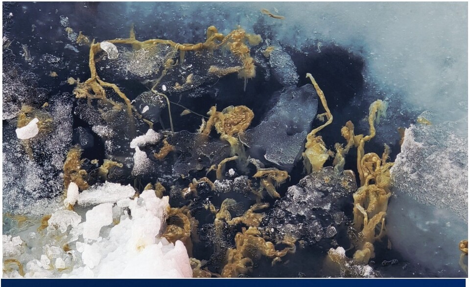 해빙이 녹은 후 바다로 떨어져 나간 해빙미세조류. (사진 극지연구소)/뉴스펭귄