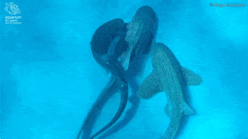 지금까지 사육 환경에서만 보고된 행동 양상과 일치했다. (영상 Hugo Lassauce)/뉴스펭귄