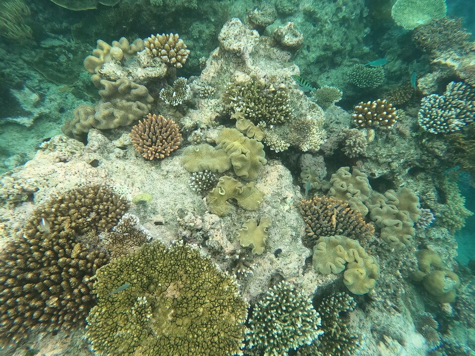 ﻿바닷속에서 관찰한 그레이트 배리어 리프의 산호초. (사진 곽은영 기자)/뉴스펭귄