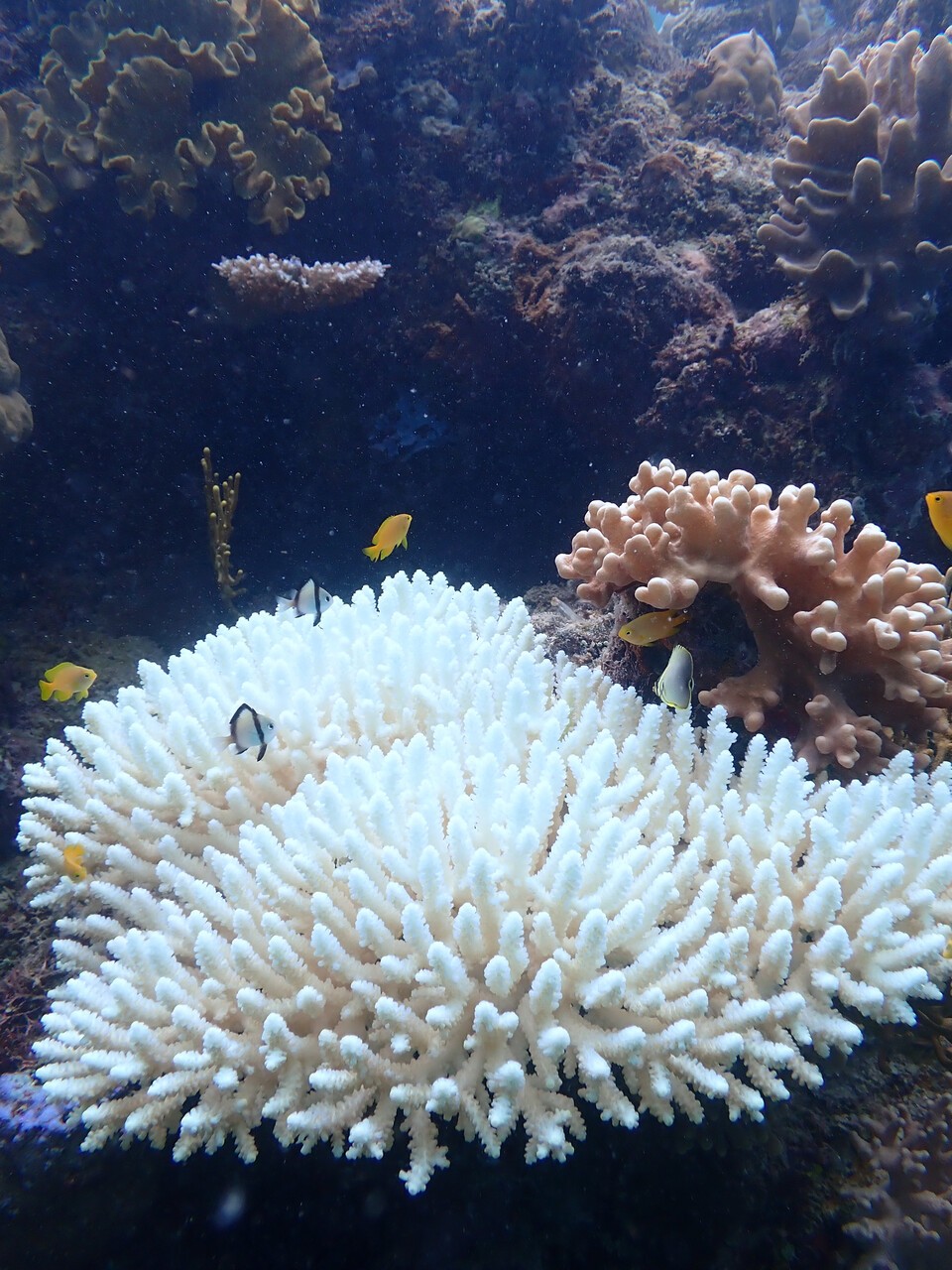 백화된 경산호. (사진 Paige Strudwick)/뉴스펭귄