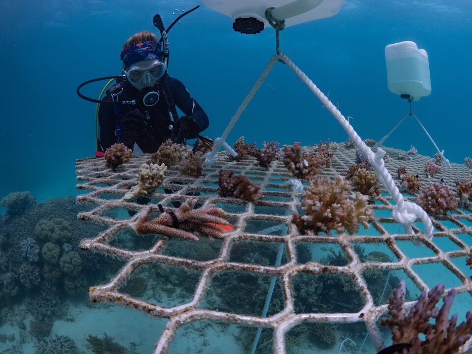 스트러드윅 박사가 산호 양육 구조물을 살피고 있는 모습. (사진 John Edmondson)/뉴스펭귄