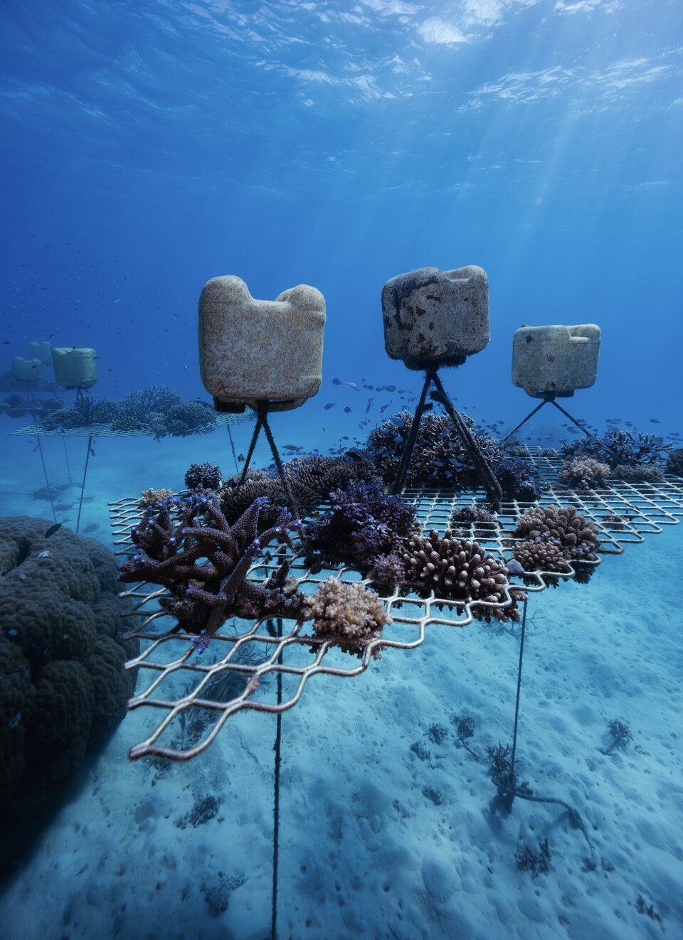 산호 양식장(Coral Nursery). (사진 Paige Strudwick)/뉴스펭귄