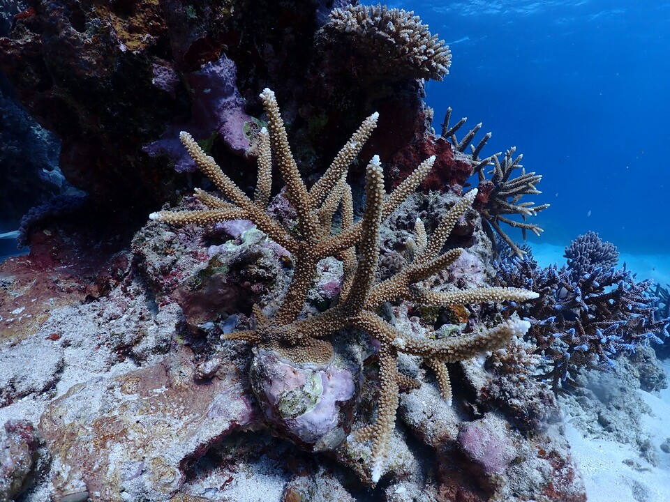 외부 이식한 산호 모습. (사진 John Edmondson)/뉴스펭귄