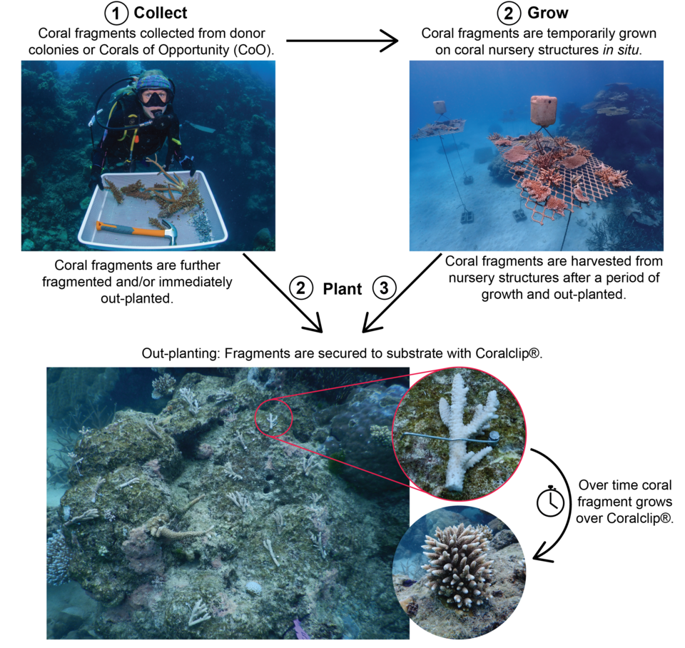산호 복원 프로젝트 과정. (사진 Paige Strudwick)/뉴스펭귄
