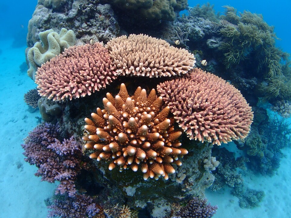 외부 이식한 산호 모습. (사진 John Edmondson)/뉴스펭귄