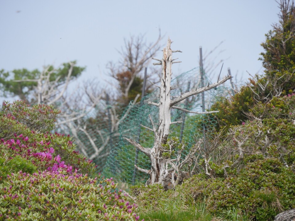 한라산 영일만에서 보이는 구상나무 고사목. (사진 이수연 기자)/뉴스펭귄