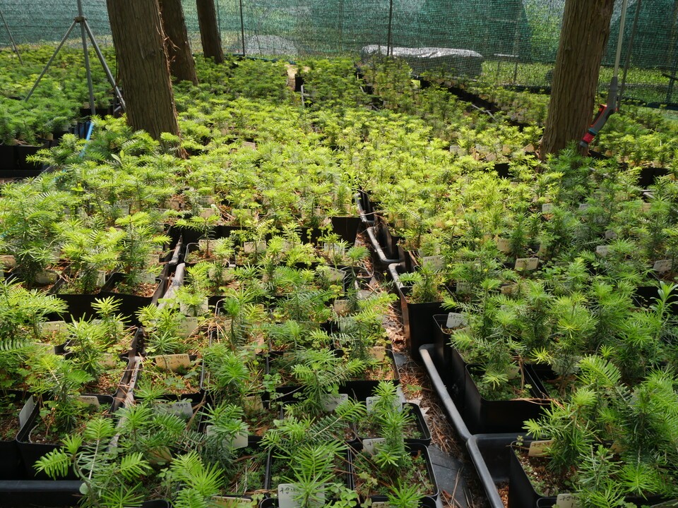 어린 구상나무 양묘 현장. (사진 이수연 기자)/뉴스펭귄