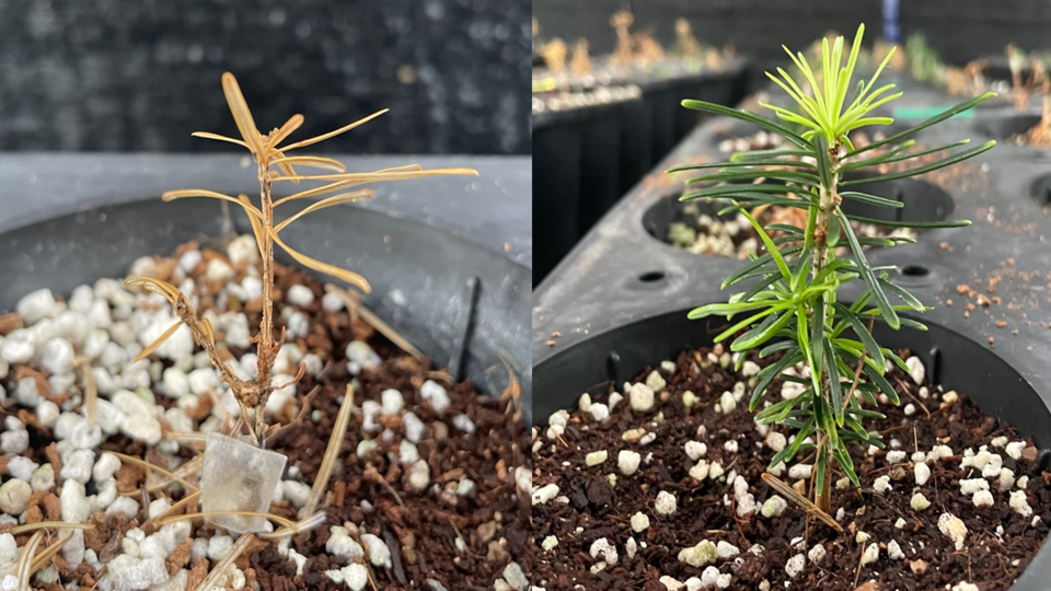 곰팡이병에 걸려 고사한 나무와 바실러스균으로 생존한 나무. (사진 이수연 기자)/뉴스펭귄