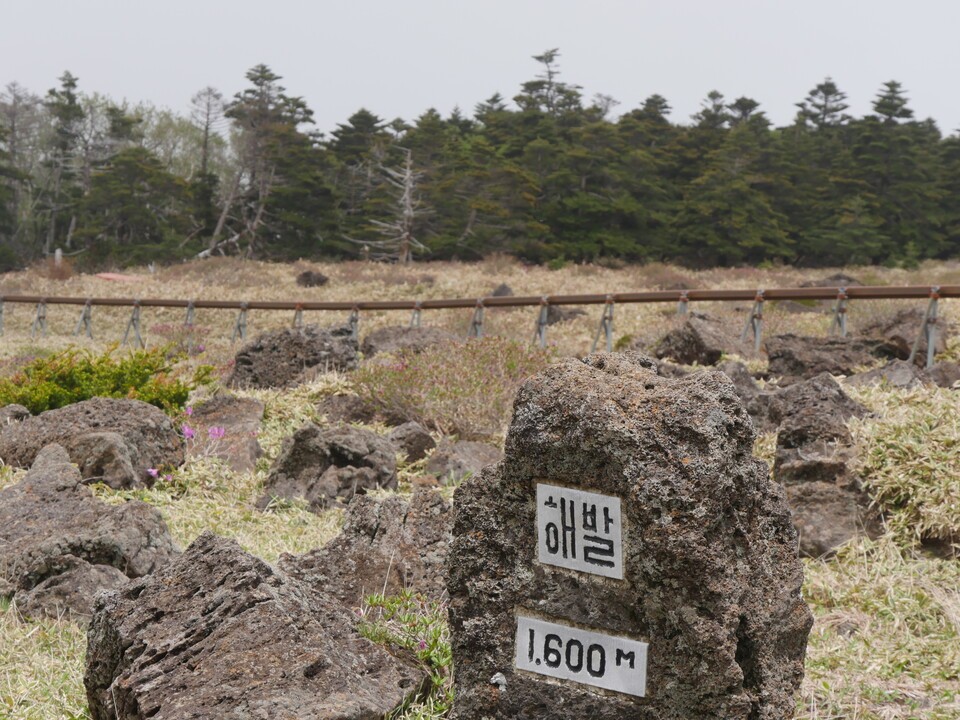 한라산 해발 1600m에 모여 사는 구상나무. (사진 이수연 기자)/뉴스펭귄