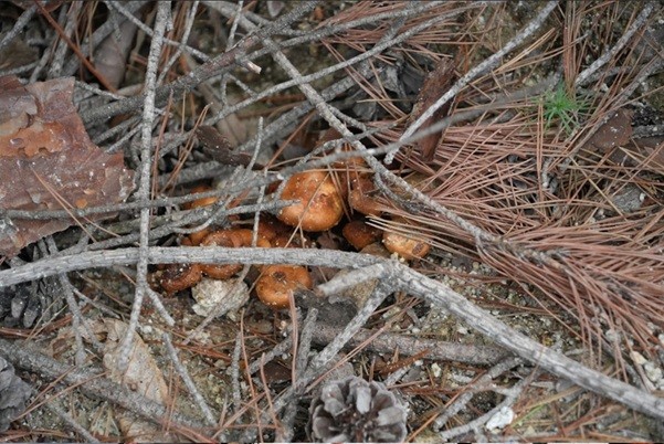 산불 현장에 자란 버섯. (사진 이동재 기자)/뉴스펭귄