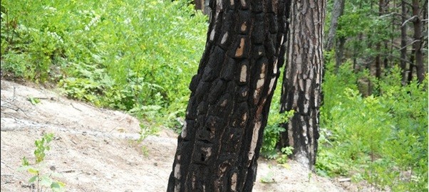 불에 그을린 나무. (사진 이동재 기자)/뉴스펭귄