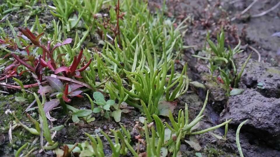 물고사리. (사진 국립생물자원관)/뉴스펭귄