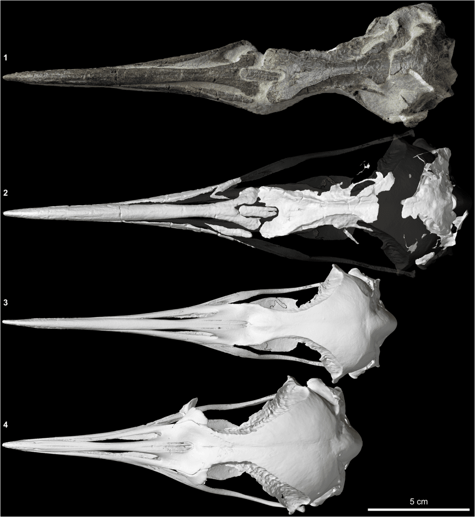 300만 년 전 펭귄 두개골 화석. (사진 Alan JD Tennyson CC BY-NC-ND 4.0)/뉴스펭귄