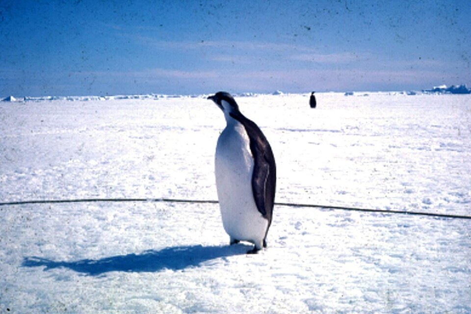 거대펭귄은 아남극 지역에 서식하는 왕펭귄과 닮았지만, 크기 면에서는 압도적이다. 사진은 황제펭귄. (사진 Wikimedia Commons)/뉴스펭귄