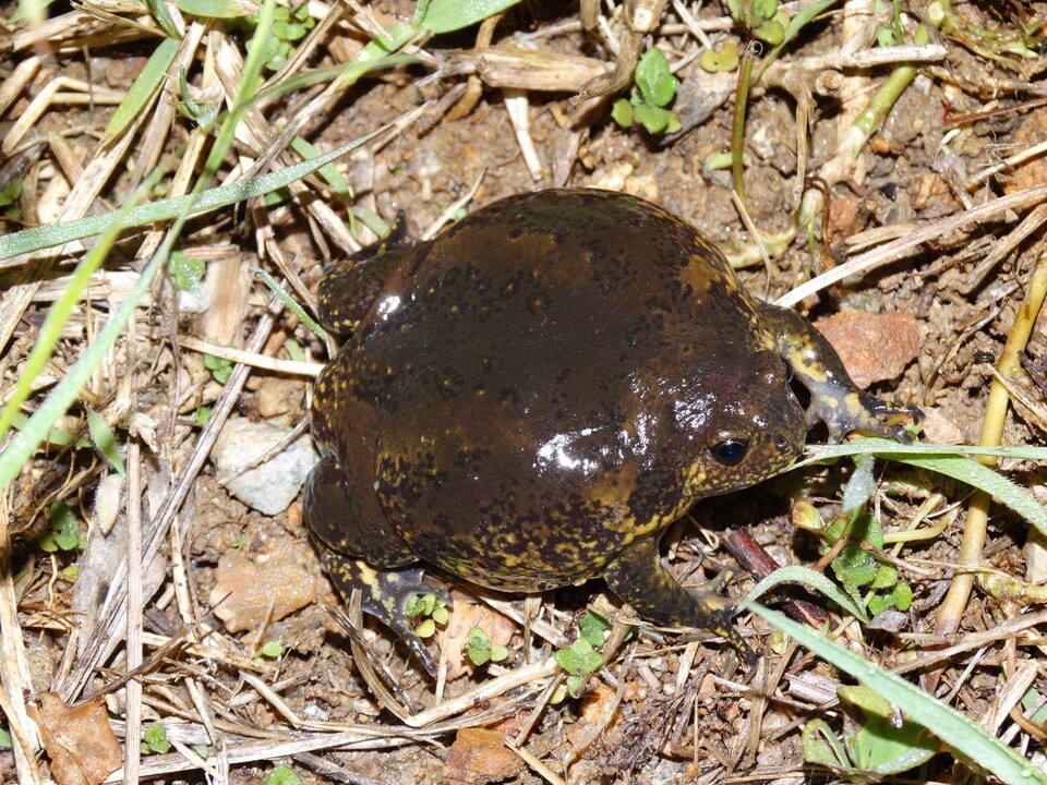 맹꽁이는 현재 환경부 지정 멸종위기 야생생물 Ⅱ급이다. (사진 국립생물자원관)/뉴스펭귄