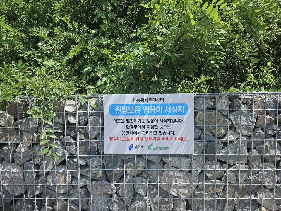 2023년 경기도 용인 기흥구 서농동에서는 공사 설계를 변경해 서식지를 원형 그대로 보전했고, 이곳에서는 맹꽁이가 살아남았다. (사진 용인환경정의, 본지DB)/뉴스펭귄