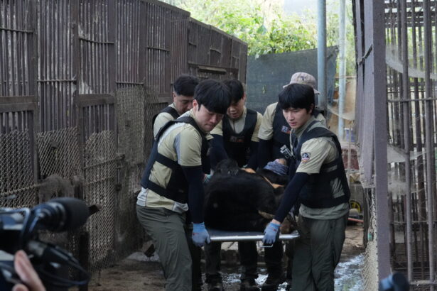 경기 연천군 농가에서 사육되던 곰 10마리가 전남 구례 사육곰 보호시설로 이송됐다. (사진 녹색연합)