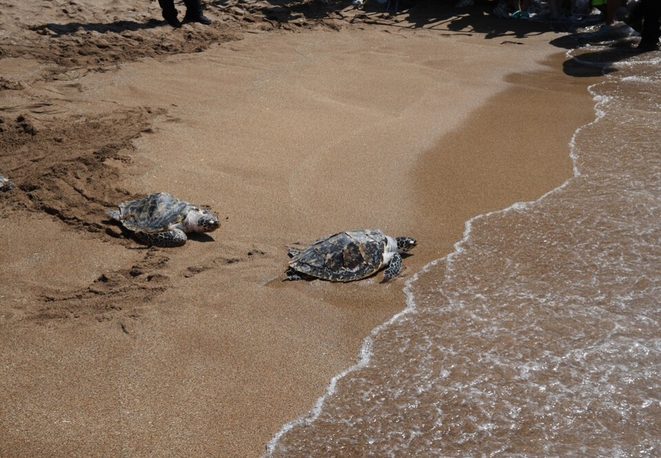 해양수산부가 멸종위기종 바다거북 13마리를 방류했다. (사진 해양수산부)/뉴스펭귄