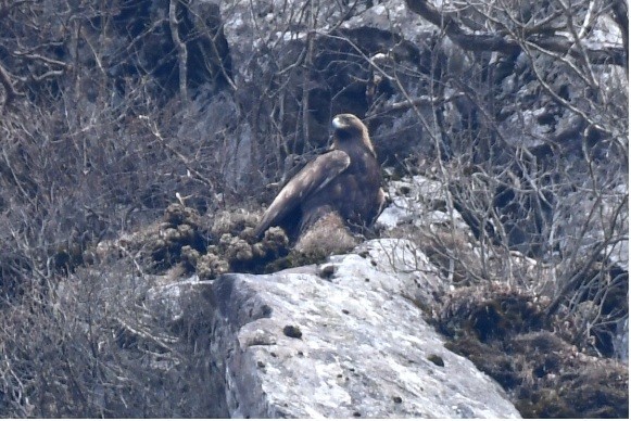 멸종위기 야생생물 I급 검독수리 수컷 성조. (사진 환경부)/뉴스펭귄