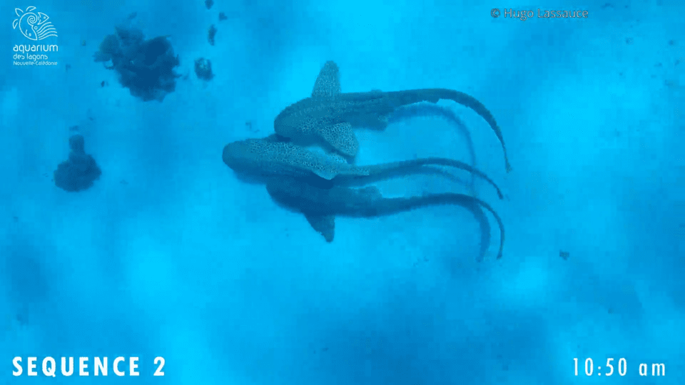 멸종위기종 얼룩말상어가 바닷속에서 번식하는 장면이 처음으로 포착됐다. (사진 Hugo Lassauce 제공 영상 캡처)/뉴스펭귄