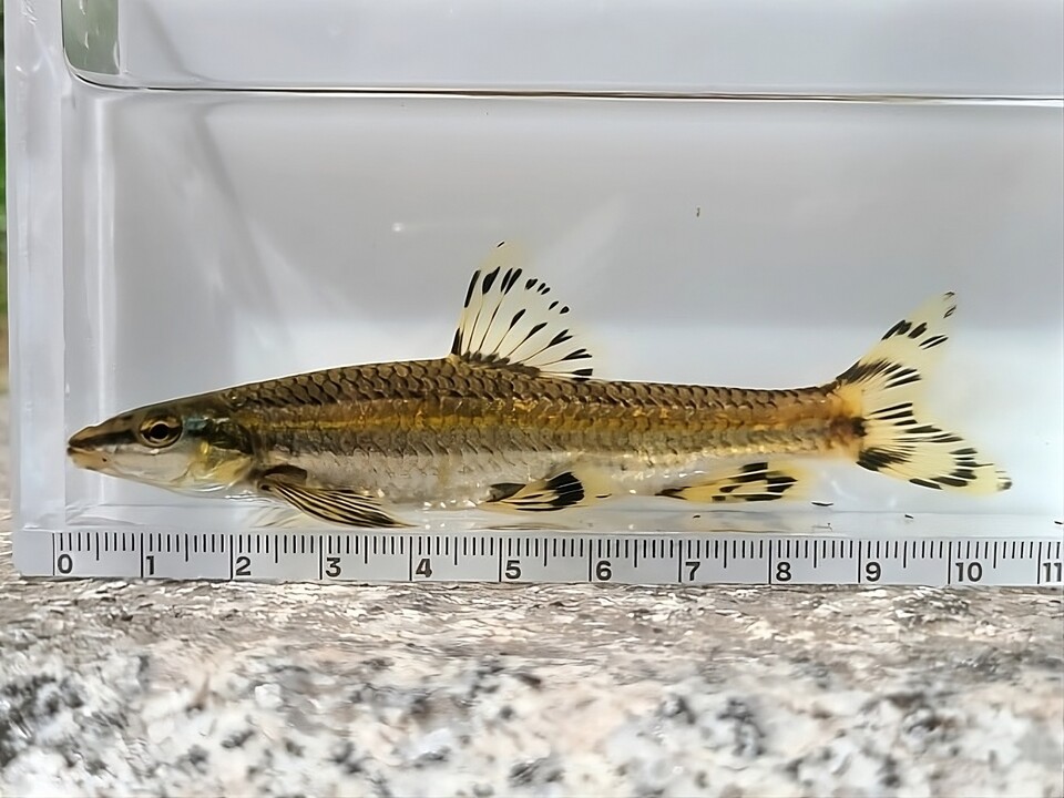 지난 5월 청계천에서 발견된 쉬리. (사진 국립중앙과학관, 본지DB)/뉴스펭귄