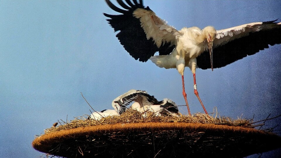 사진은 국내 한 지자체에서 발견된 멸종위기 야생동물 황새. 독자 이해를 돕기 위한 이미지로 기사 속 특정 내용과 전혀 관계없음. (사진 부안군, 본지DB)/뉴스펭귄