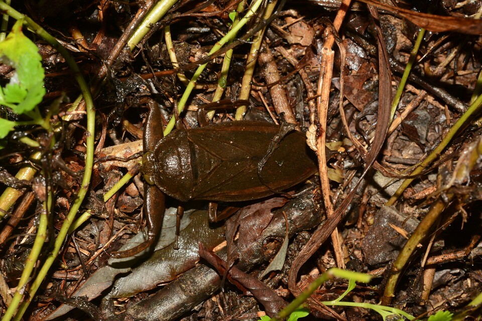광릉숲 서식이 재확인된 멸종위기 Ⅱ급 물장군. (사진 국립수목원)/뉴스펭귄