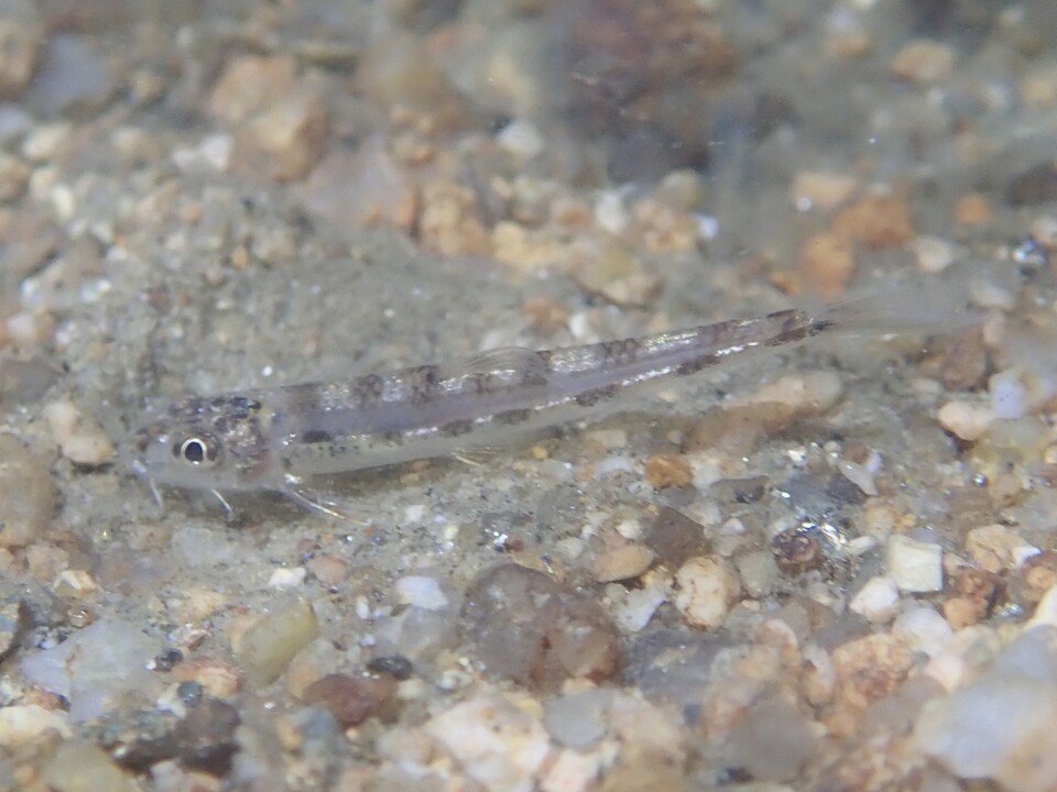 흰수마자는 환경부 멸종위기 야생생물 Ⅰ급으로 지정된 토종 담수어다. (사진 물들이연구소 성무성 소장 제공)/뉴스펭귄