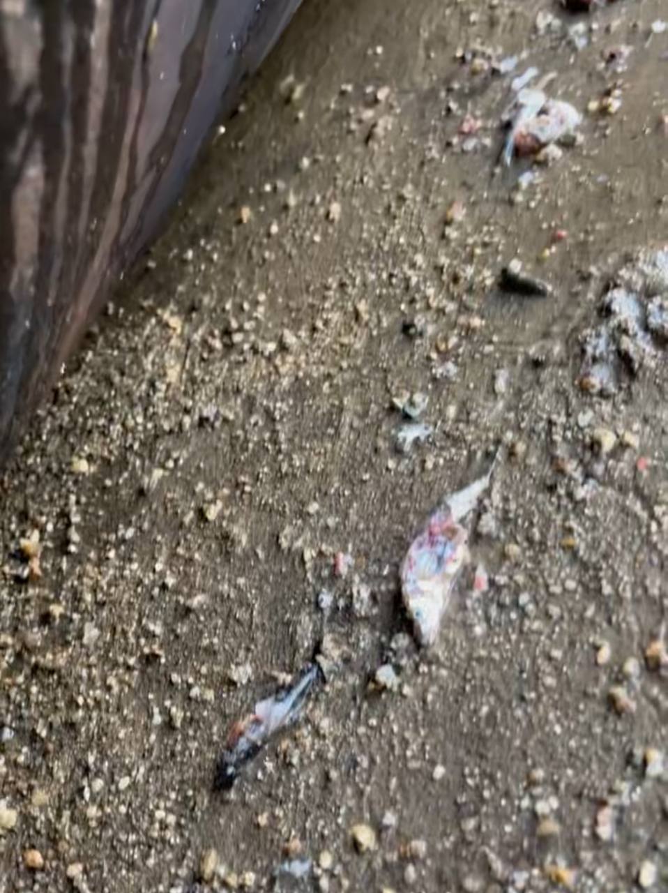 가동보 밑에서 발견된 어류. 성남환경운동연합은 1일 논평에서 "가동보로 흐름이 정체돼 수질이 악화되고 악취가 발생했으며, 물고기 폐사도 확인됐다"고 주장했다. (사진 성남환경운동연합 제공)/뉴스펭귄