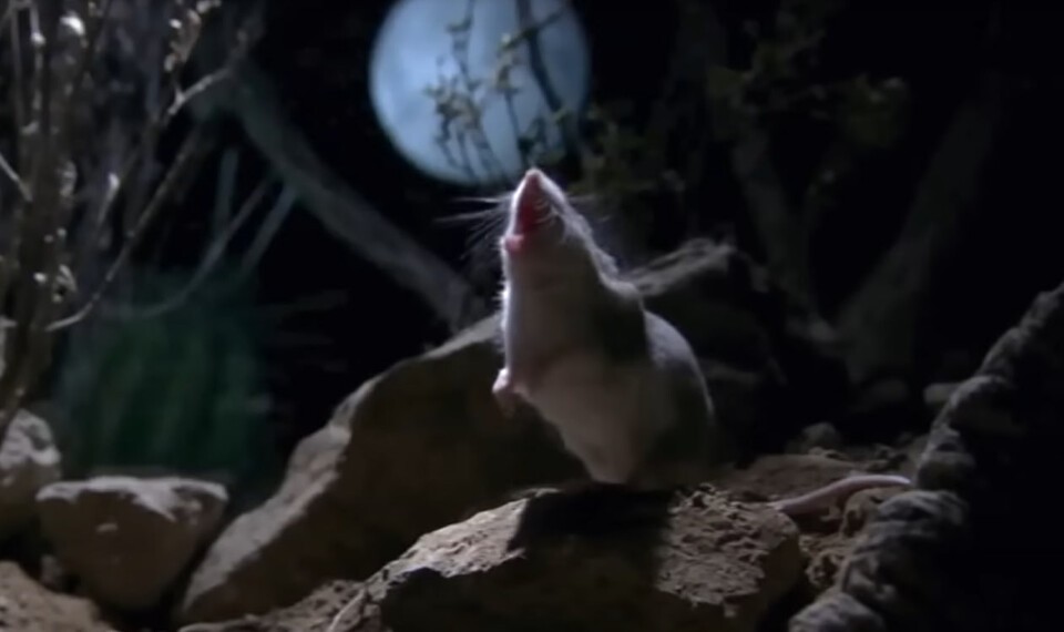 (사진 Nat Geo Animals 영상 캡처)/뉴스펭귄