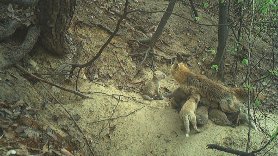 어미 여우가 새끼 12마리를 보살피는 모습. (사진 국립공원공단)/뉴스펭귄