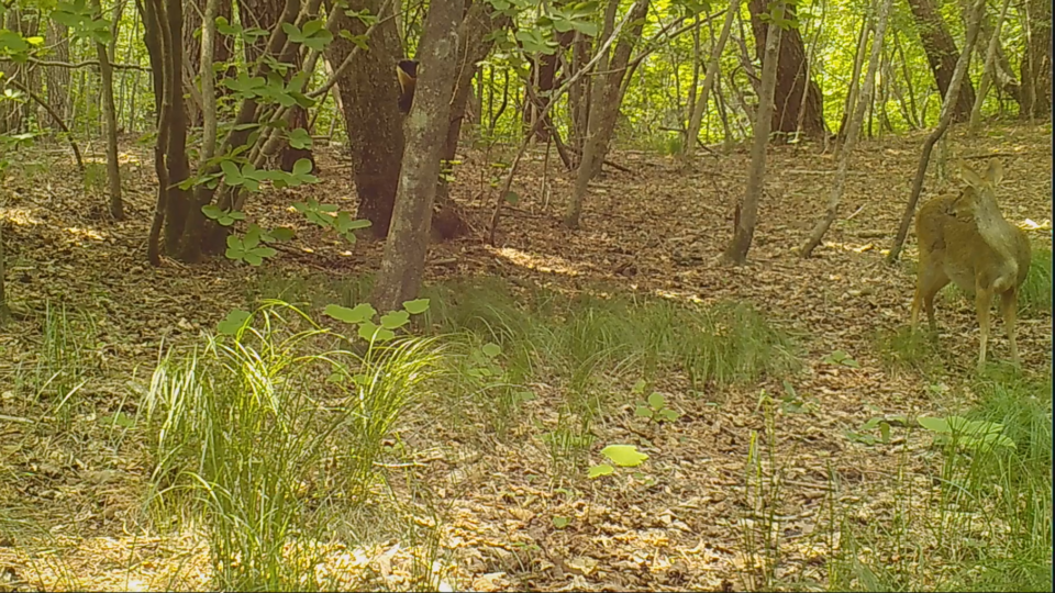 담비의 공격으로부터 새끼 고라니를 지키는 어미 고라니. (사진 국립공원공단)/뉴스펭귄