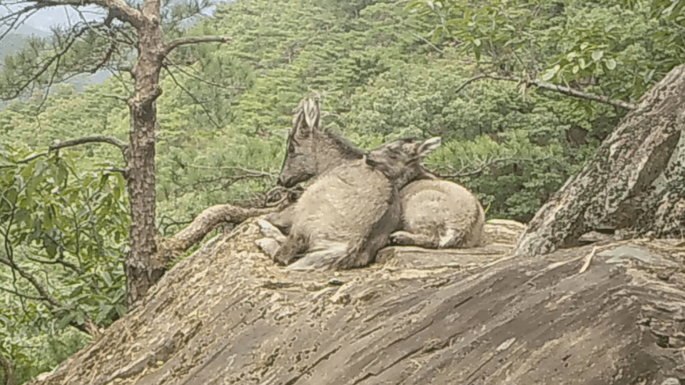고지대 바위 위에서 휴식 하고 있는 어미 산양과 새끼 산양. (사진 국립공원공단)/뉴스펭귄