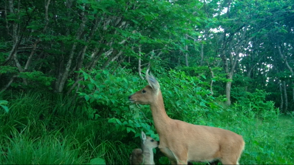 노루 어미와 새끼가 함께 있는 모습. (사진 국립공원공단)/뉴스펭귄