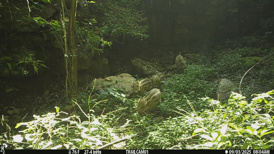 어미 멧돼지를 따라가는 멧돼지 새끼들. (사진 국립공원공단)/뉴스펭귄