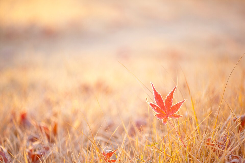 기록적인 9월 고온이 이어지고 잦은 비가 내리는 등 이상기후가 이어진 탓에 올해 단풍이 평년보다 4일 늦게 시작했다. 사진은 독자 이해를 돕기 위한 이미지. (사진 클립아트코리아)/뉴스펭귄